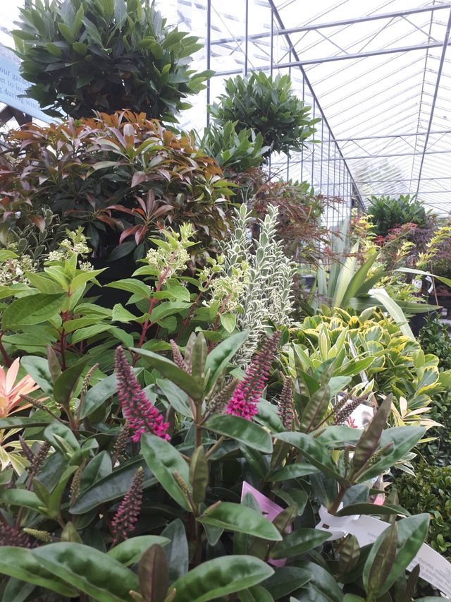 Home Follyfield Nurseries