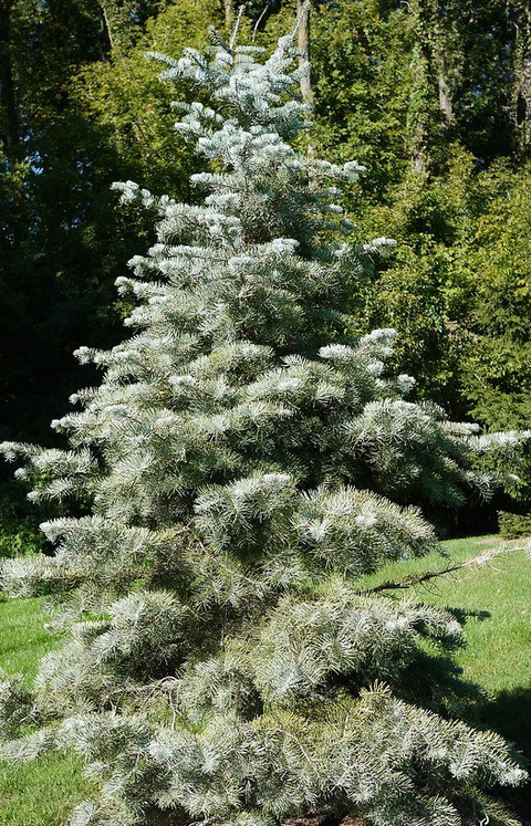 Conifers for Sale in Snohomish, WA