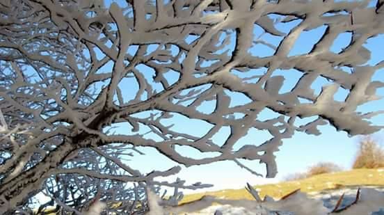 rami di un albero innevato