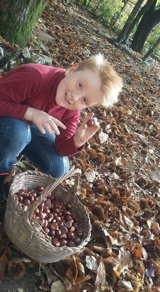 laboratorio didattico a tema raccolta castagne