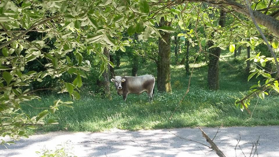 percorsi in campagna con gli animali