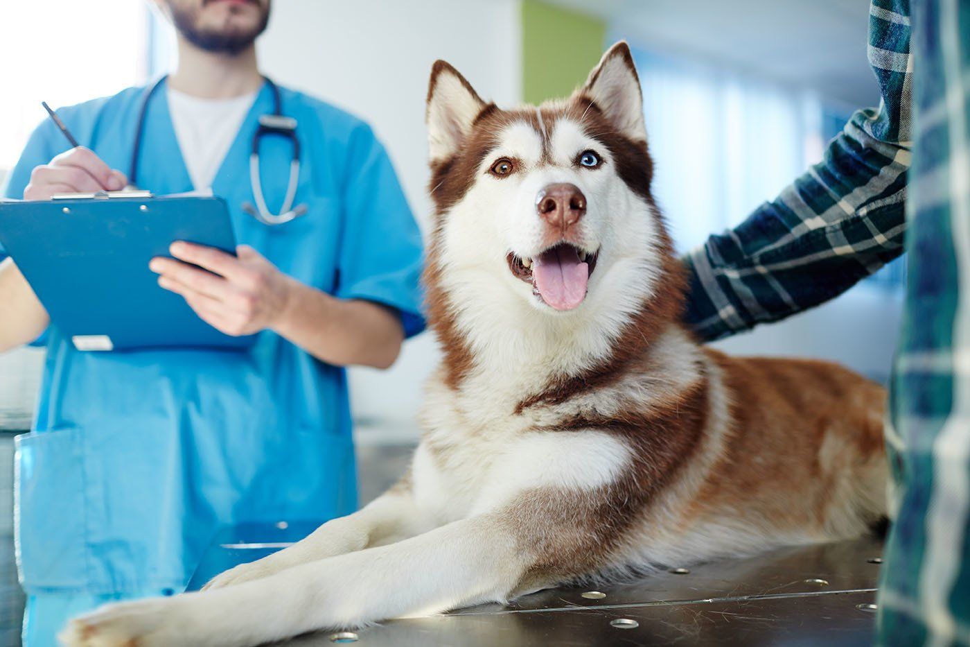 Pet Care Services | Jamestown, NY | Moonbrook Veterinary ...