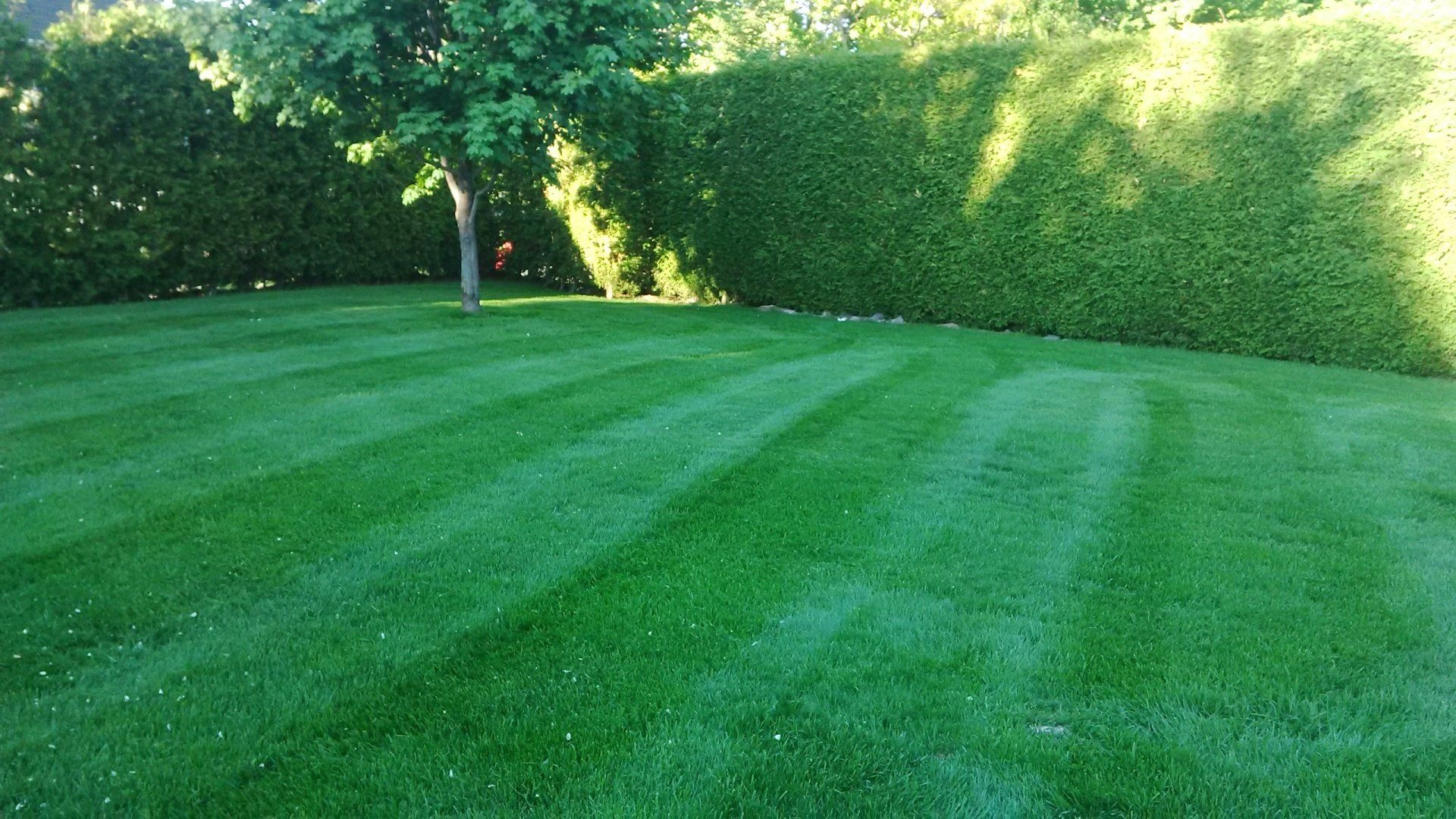 Lawn Care Tips & Trick in Sault Ste. Marie Ontario