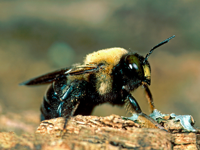 Carpenter Bees Nest Do They Cause Damage Tiger Home Building Inspections