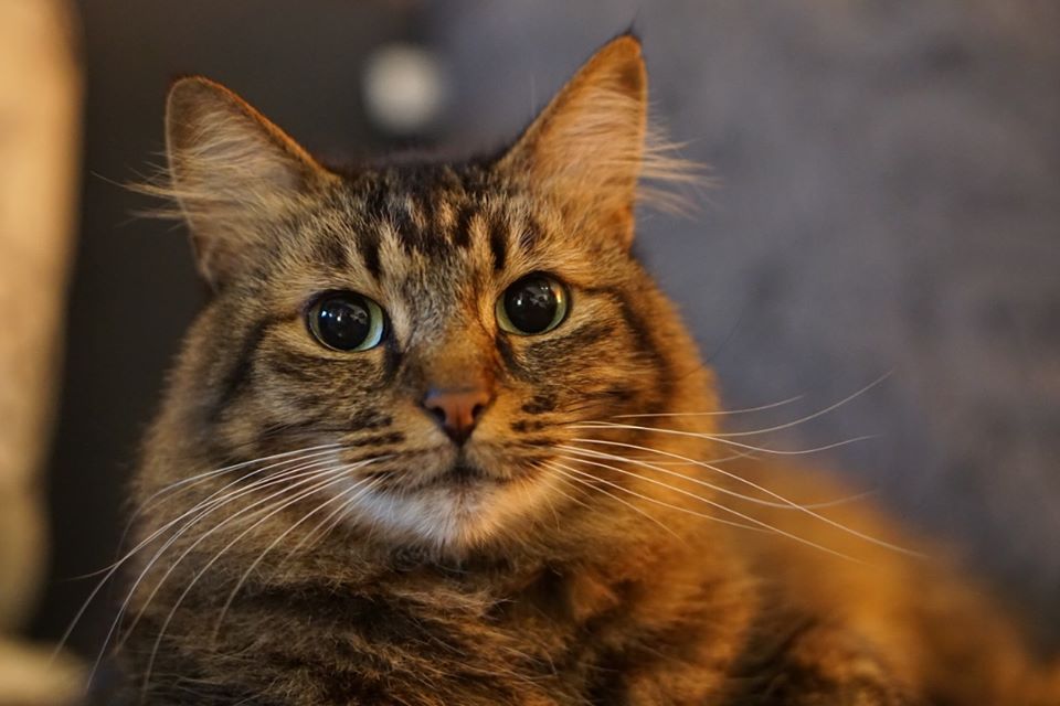 Mijn Kat Mary Jane Overleed Binnen Een Paar Uur Na Toediening Van Het Teken En Vlooienmiddel Bravecto