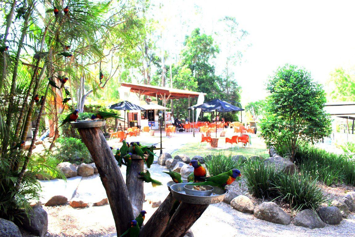 Thunderbird Park Mt Tamborine Adventure Park Gold Coast