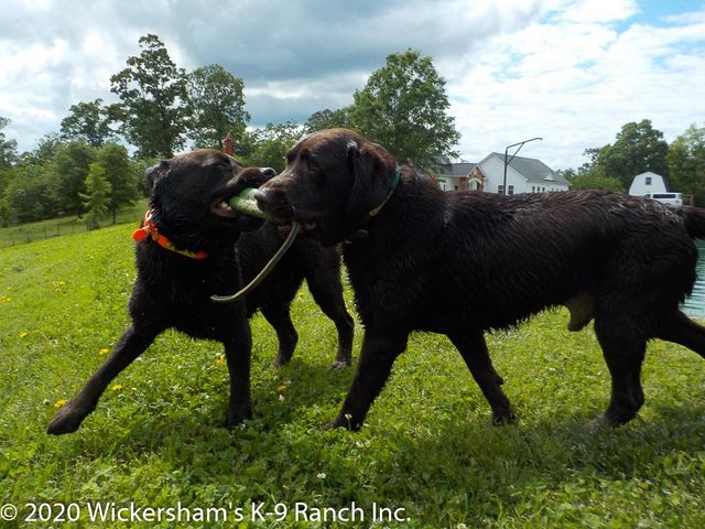 the ranch dog kennel
