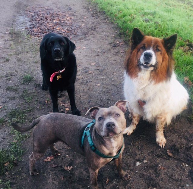 Throw A Dog A Bone Dog walkers in Selby