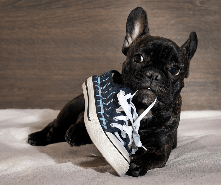 chewed up shoes