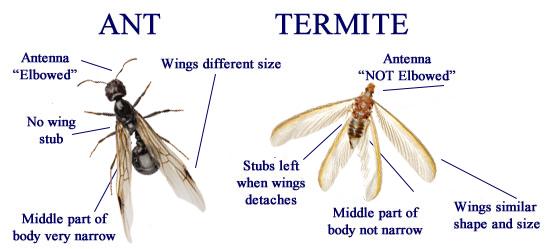 Contact Us Tompkins And Williams Pest Control Solutions