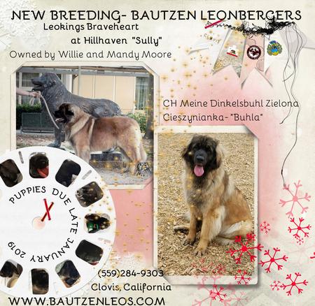 hillhaven leonbergers