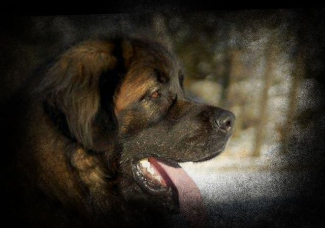 hillhaven leonbergers