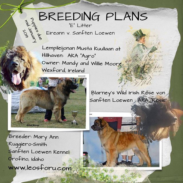 hillhaven leonbergers