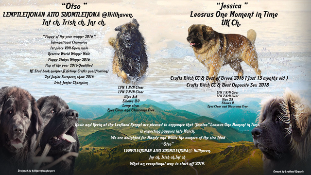 hillhaven leonbergers