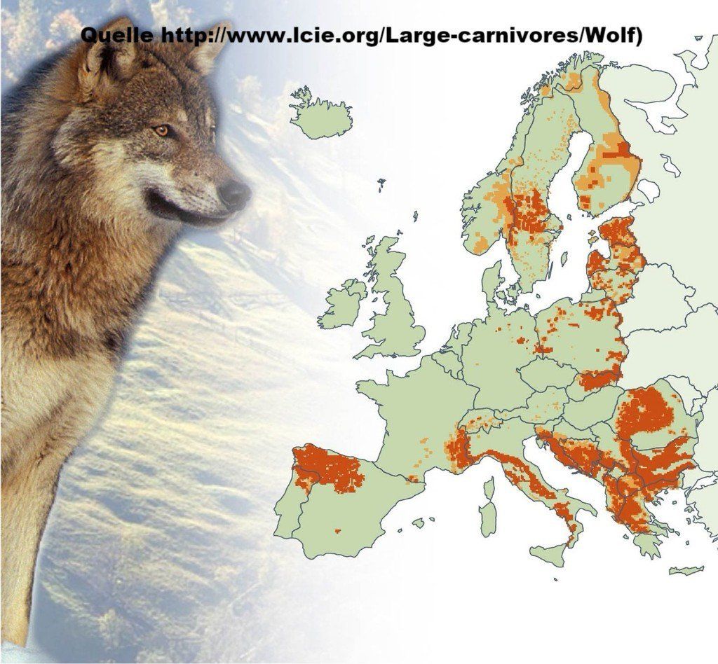 http://www.lcie.org/Large-carnivores/Wolf)