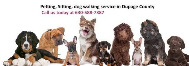 all creatures feed and pet