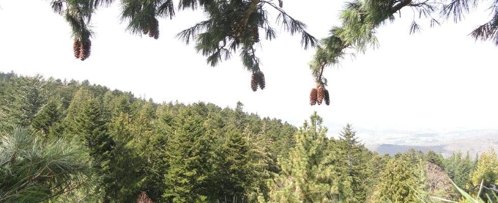 Consulenza paesaggistica