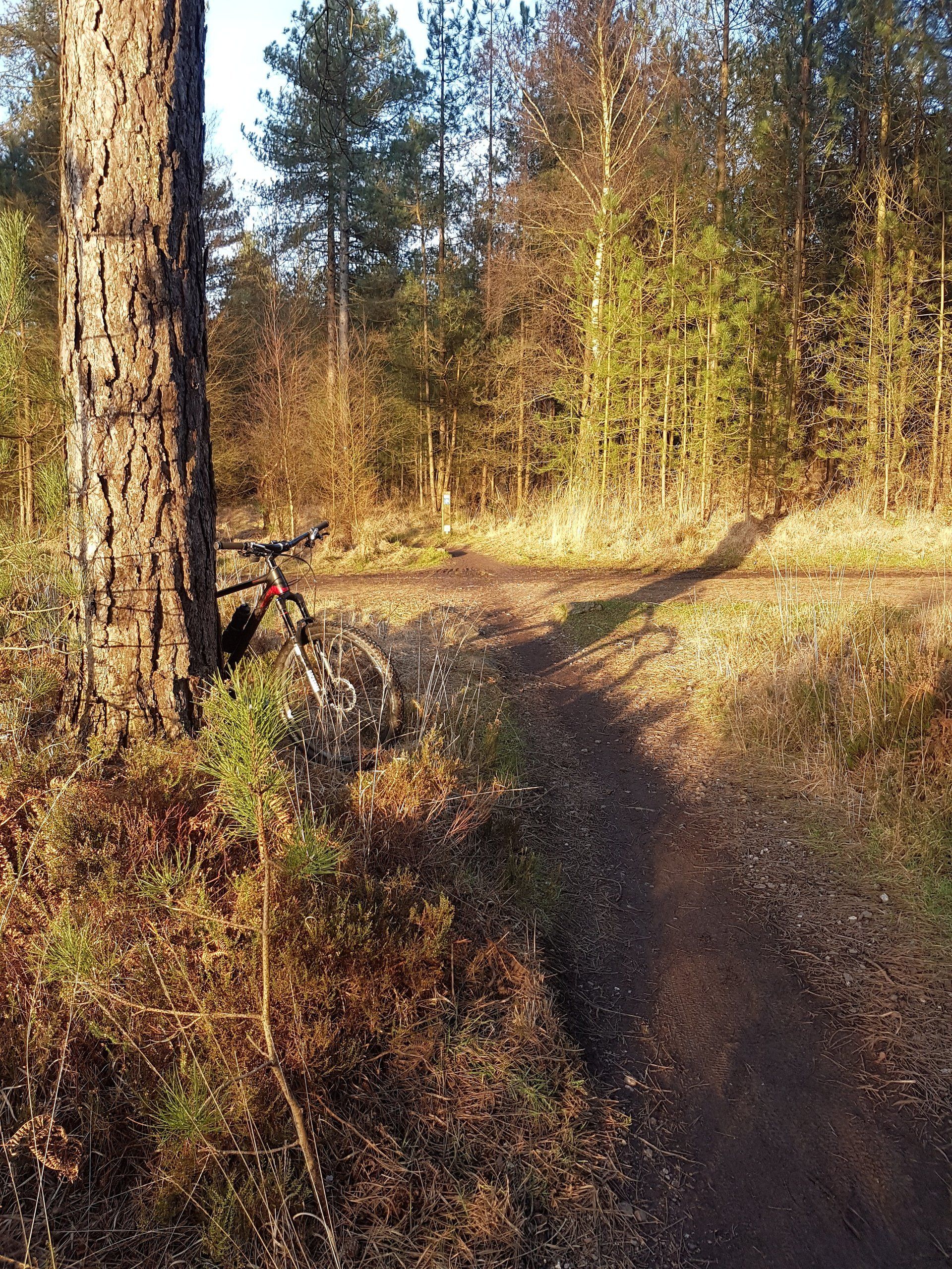 mountain bike forest