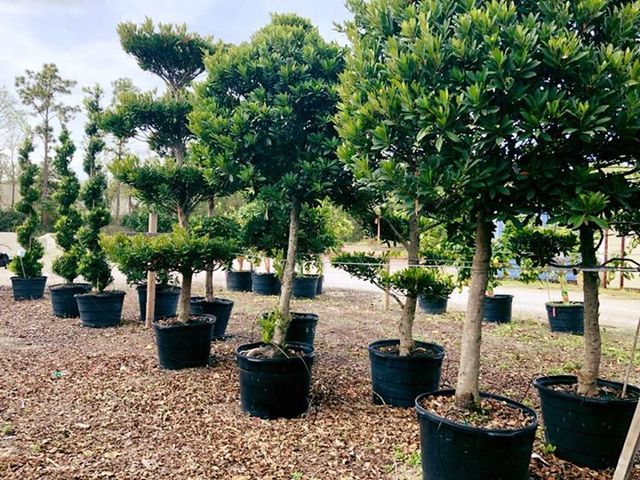 Holiday S Nursery Landscaping Jacksonville Fl Jacksonville Fl