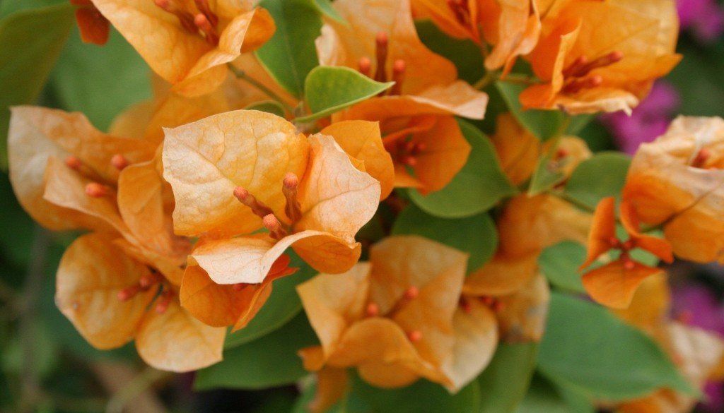 Holiday’s Nursery & Landscaping Jacksonville, FL Home