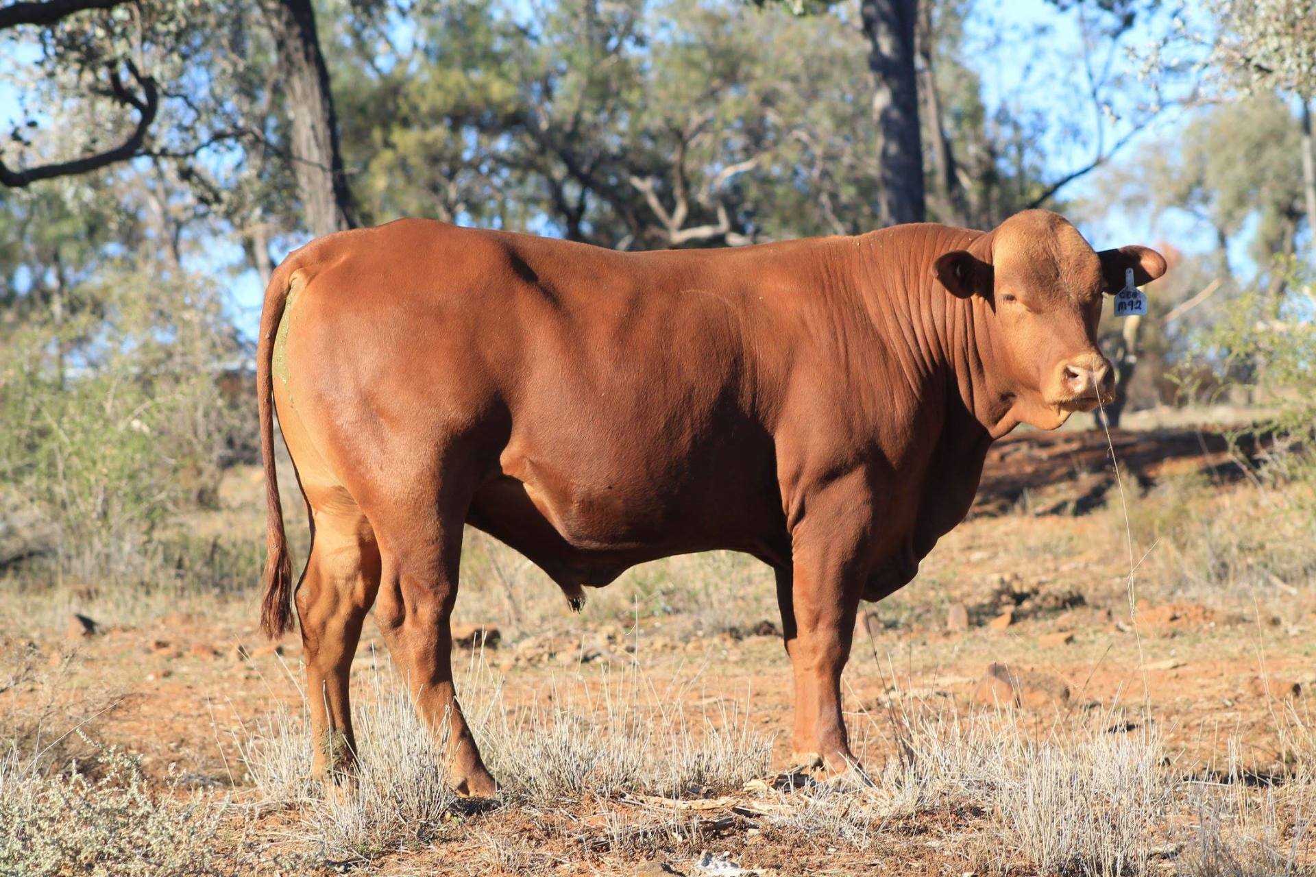 Planchonella Hill Senepols North Star, NSW For Sale