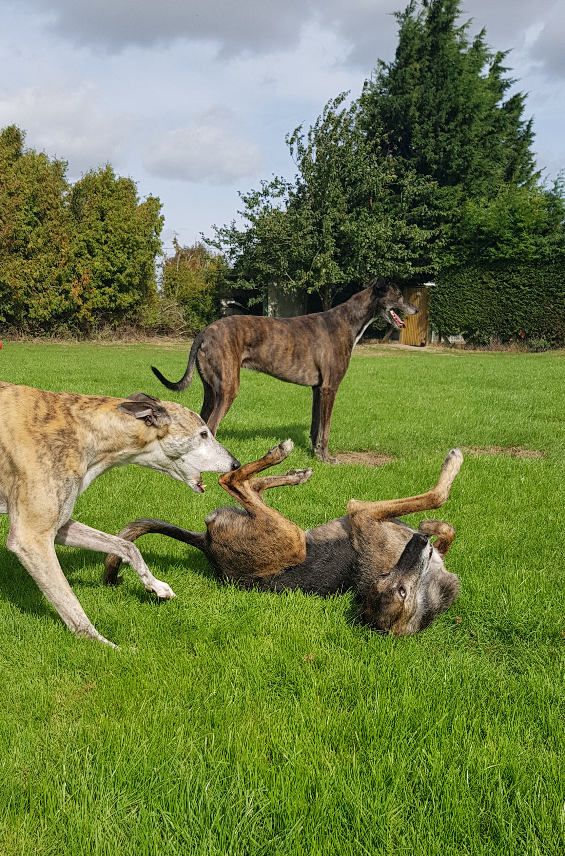 dog trainer slams dog on ground