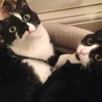 mobile cat claw clipping