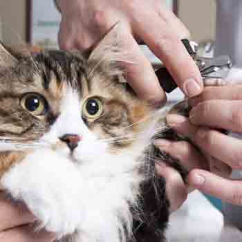 mobile cat claw clipping