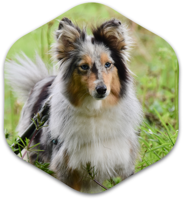 bearss animal hospital