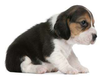 a baby beagle