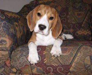 Beagle Pro Beagle Puppy Care