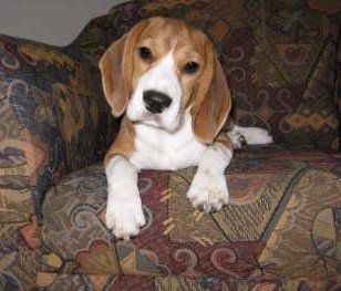 beagle to give away