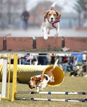 beagle-compared-to-basset-hound