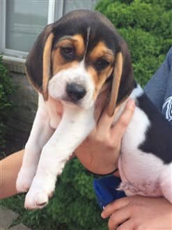 8 week old Beagle puppy