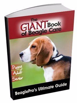The GIANT Book of Beagle Care | Hard 