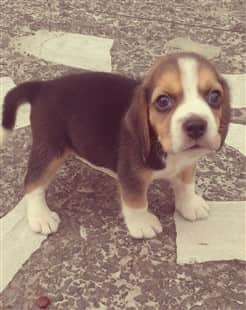 House Training Your Beagle Puppy Beaglepro