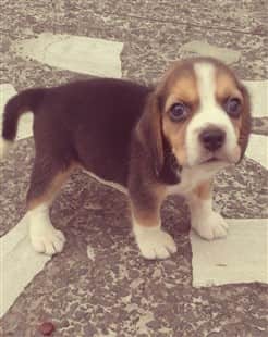 13 week old beagle