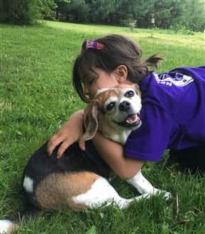 Beagle puppy being hugged by young girl