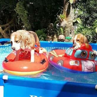 Beagles in kiddie pool in summer heat