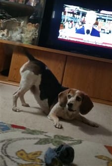 a-Beagle-alone-in-room