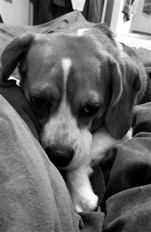 a-beagle-nestled-into-blanket
