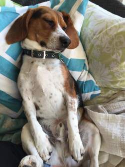 do beagles like water