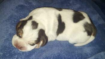 just born beagle puppies