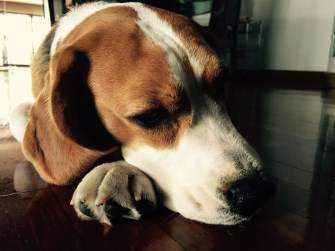 beagle not eating lethargic