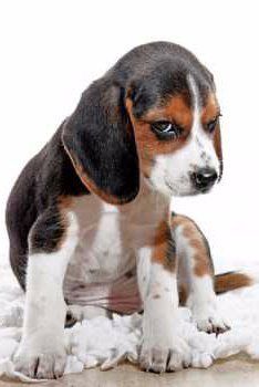 a beagle nem fog fogyni