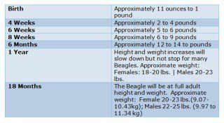 Beagle Puppy Food Chart