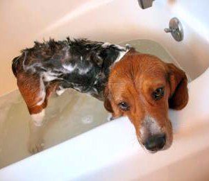 Beagle in bathtub
