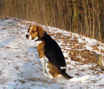 Beagle outside in the winter