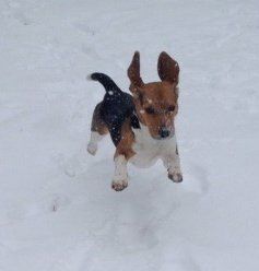 Beagle in winter, outside in snow