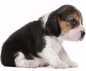 how much should a 8 weeks old beagle eat